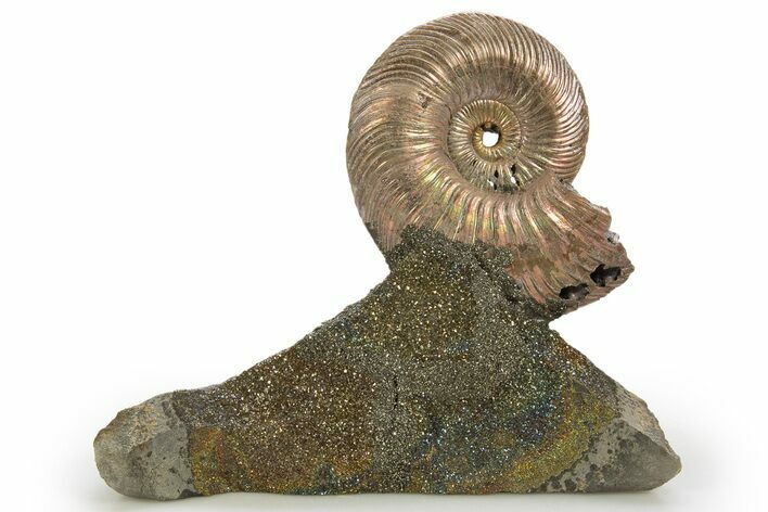 Iridescent, Pyritized Ammonite (Quenstedticeras) Fossil Display #316336